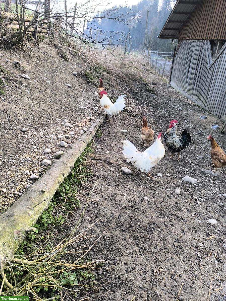 4 Hähne zu verkaufen