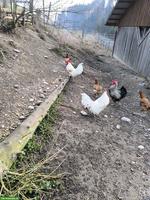4 Hähne zu verkaufen