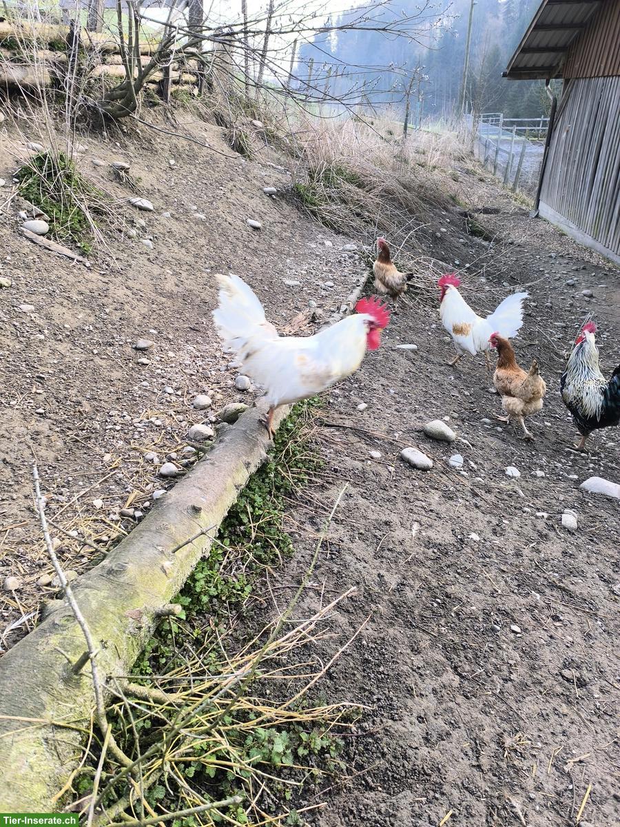 Bild 2: 4 Hähne zu verkaufen