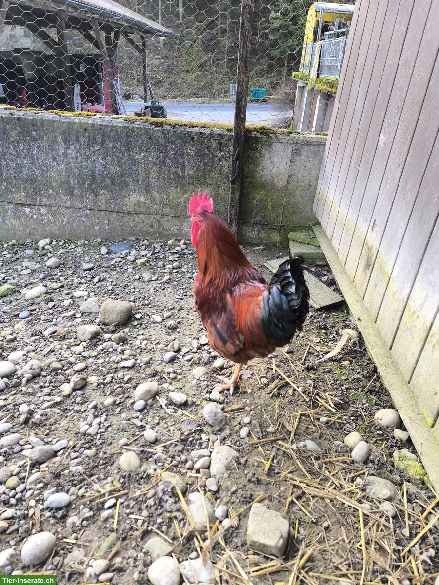 Bild 3: 4 Hähne zu verkaufen