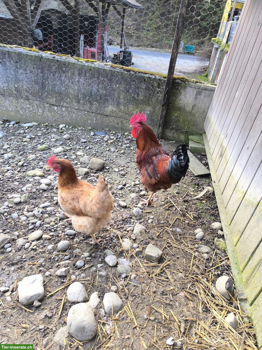 Bild 4: 4 Hähne zu verkaufen