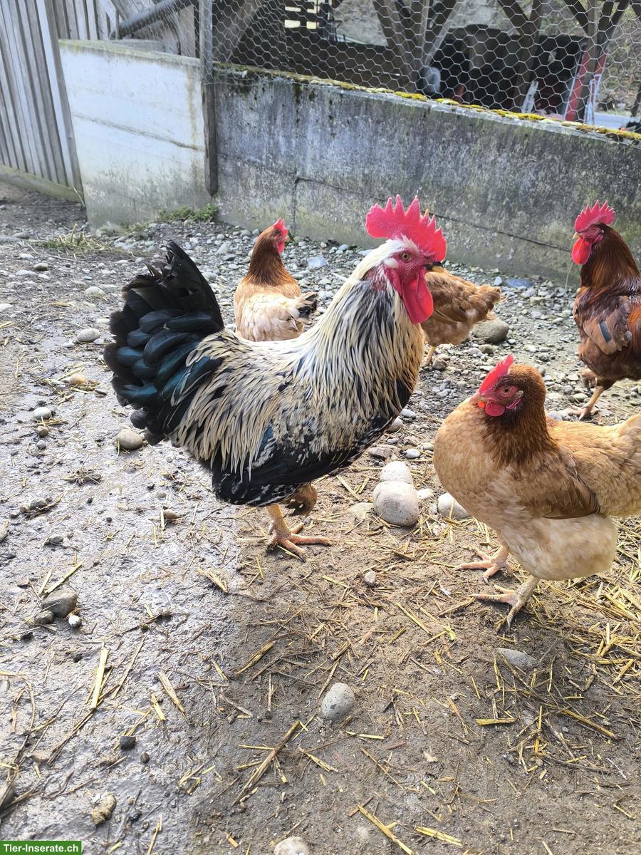 Bild 5: 4 Hähne zu verkaufen
