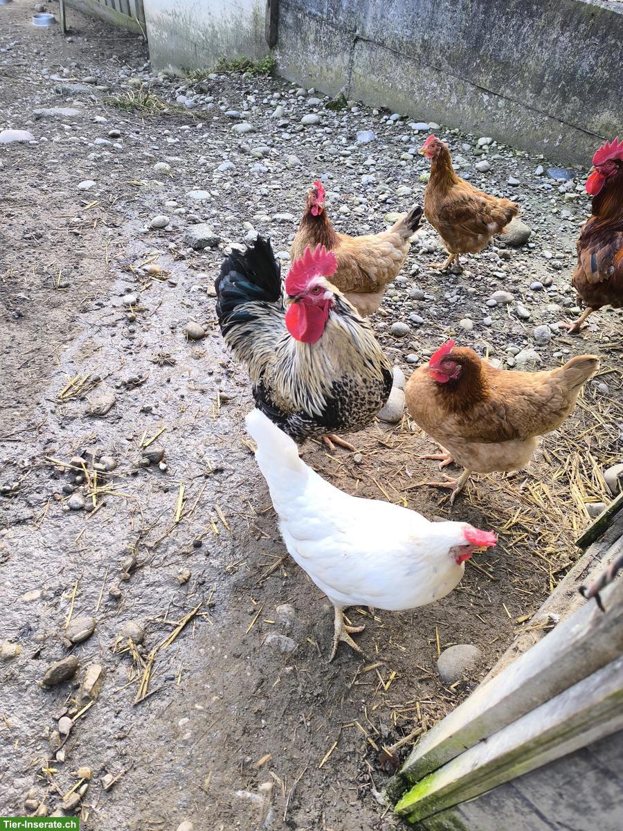 Bild 6: 4 Hähne zu verkaufen