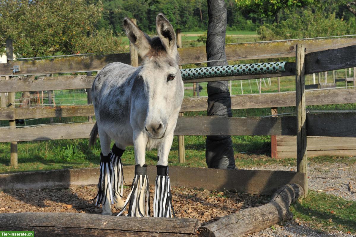 Fliegenfransen kaufen: Beinschutz für Esel & Pferde