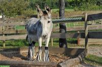 Fliegenfransen kaufen: Beinschutz für Esel & Pferde