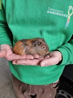 Meerschweinchen Frühkastraten suchen neues Zuhause