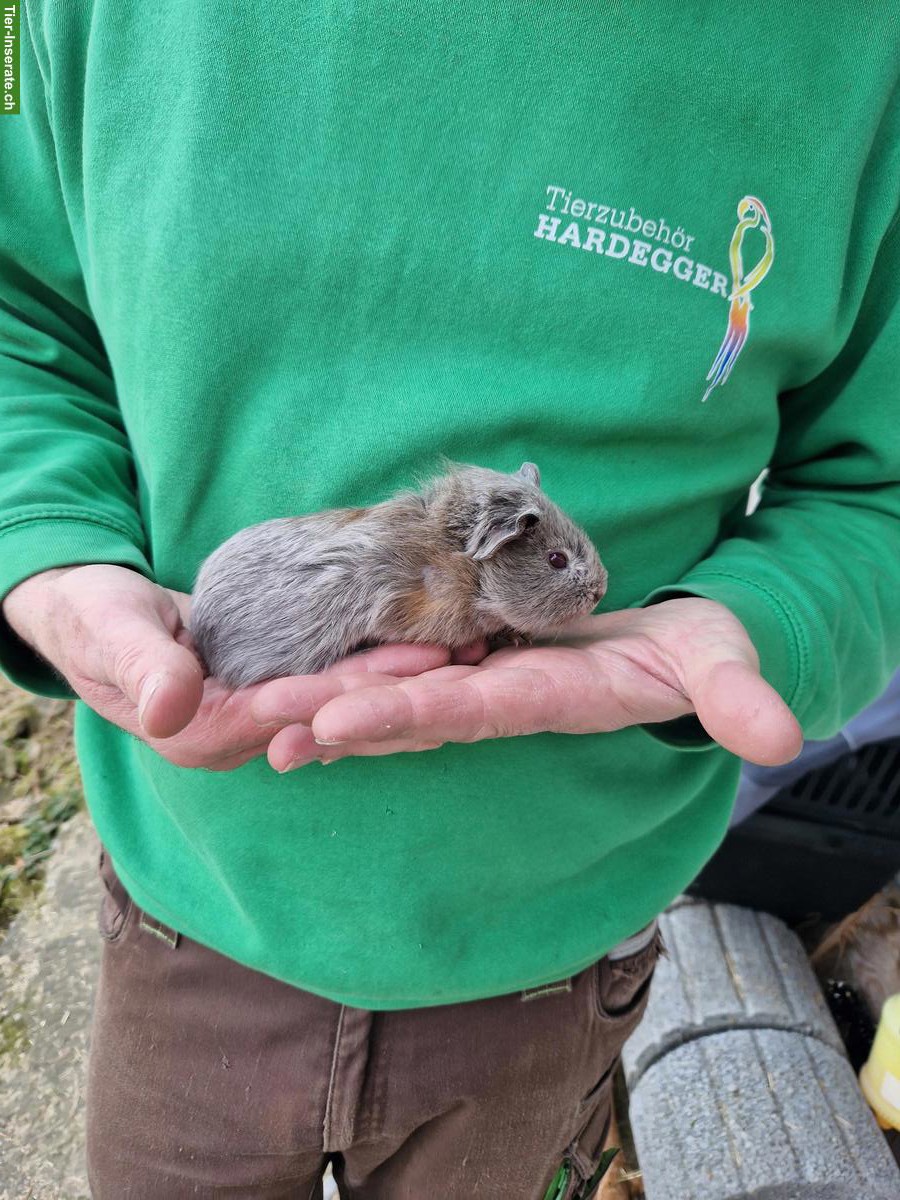 Bild 2: Meerschweinchen Frühkastraten suchen neues Zuhause