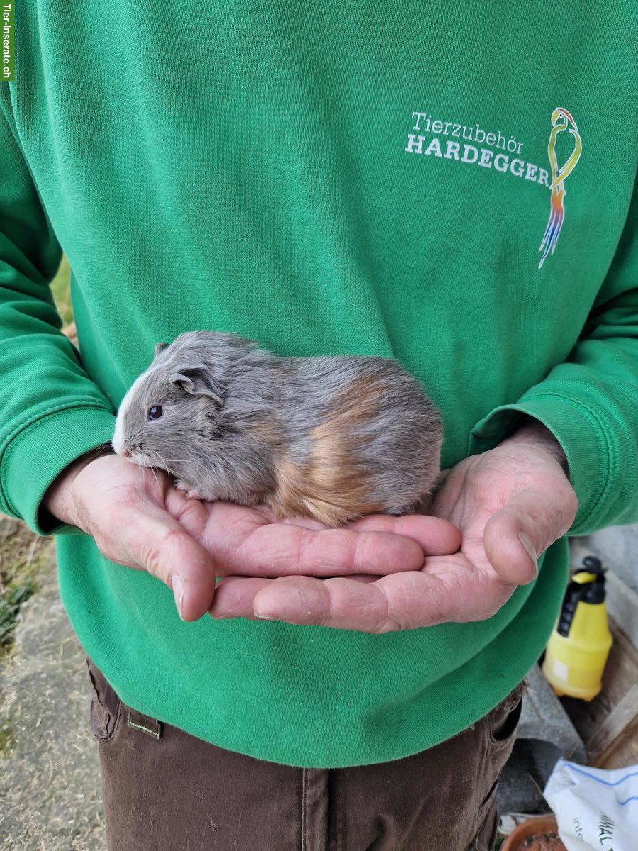 Bild 3: Meerschweinchen Frühkastraten suchen neues Zuhause