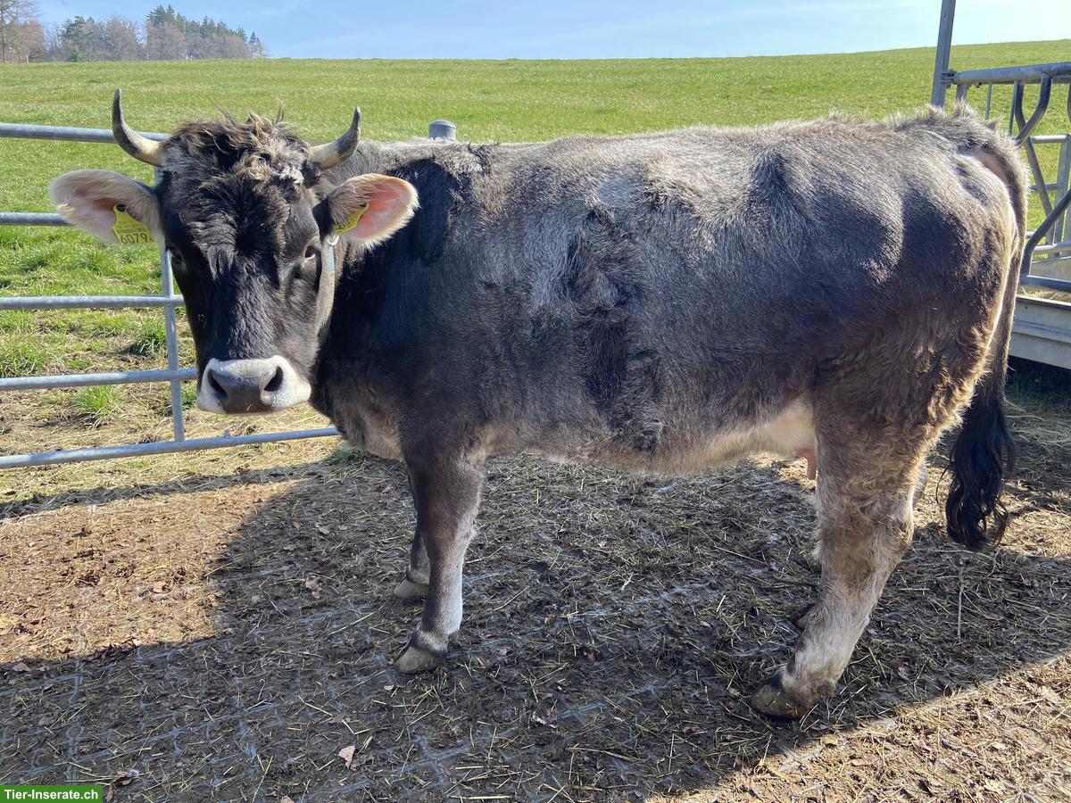 Rätisches Grauvieh, trächtige Kuh, zu verkaufen