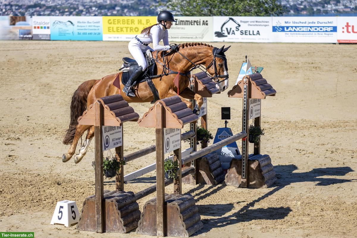 Suche Reitbeteiligung mit Springpferd, Region Kreuzlingen TG