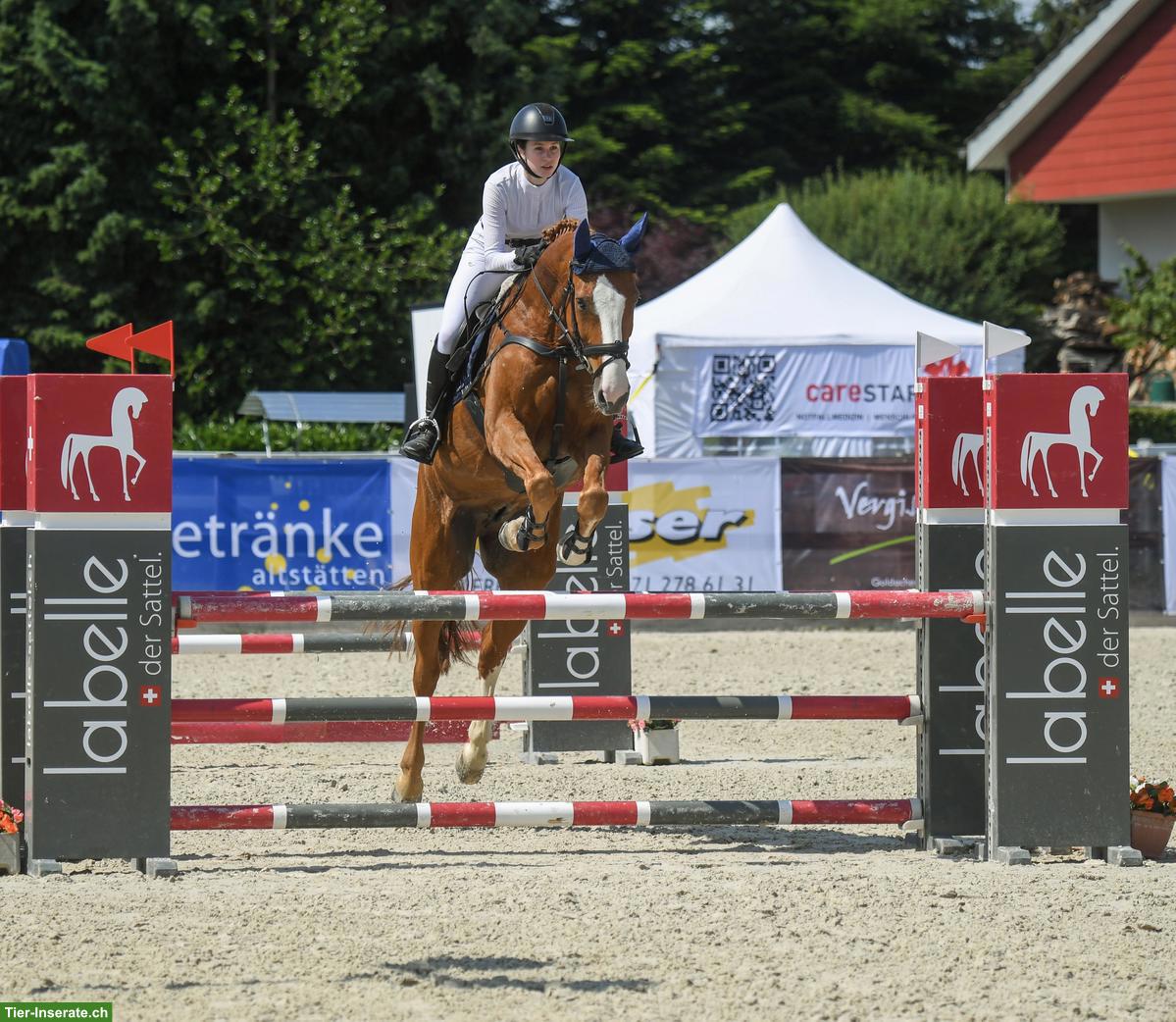 Bild 3: Suche Reitbeteiligung mit Springpferd, Region Kreuzlingen TG