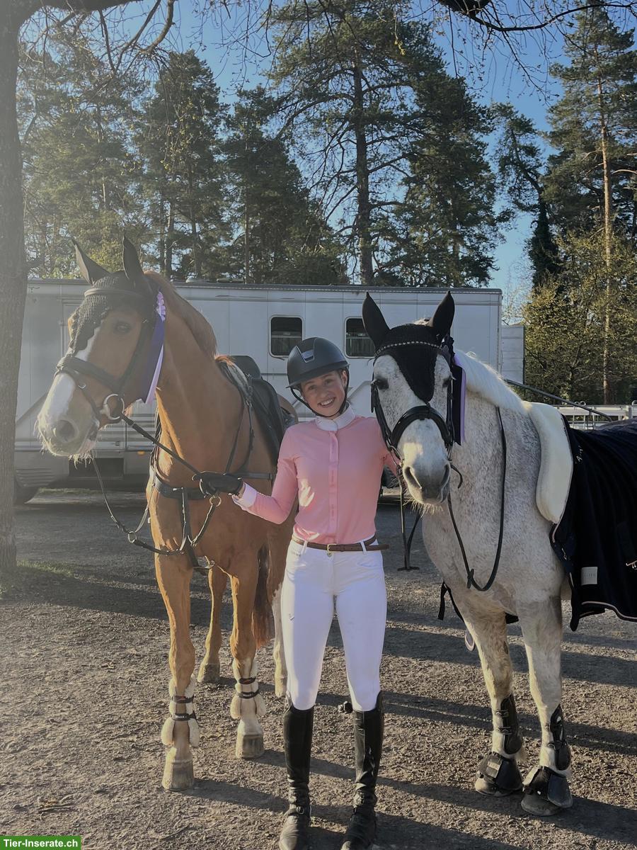 Bild 4: Suche Reitbeteiligung mit Springpferd, Region Kreuzlingen TG