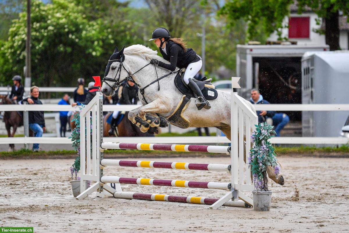 Bild 5: Suche Reitbeteiligung mit Springpferd, Region Kreuzlingen TG