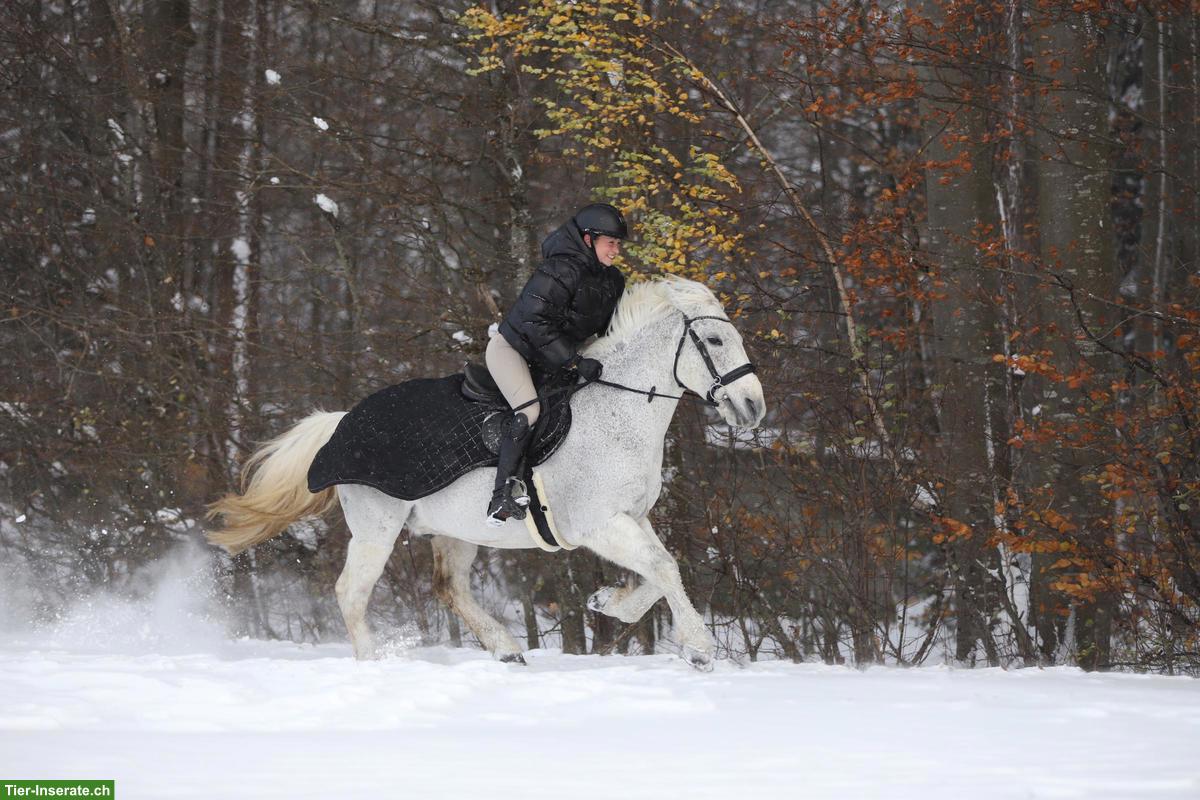 Bild 6: Suche Reitbeteiligung mit Springpferd, Region Kreuzlingen TG