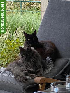 Maine Coon Katzen, Halbschwestern zu verkaufen