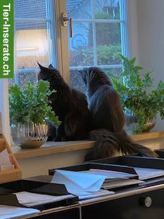 Bild 2: Maine Coon Katzen, Halbschwestern zu verkaufen
