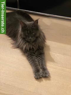 Bild 3: Maine Coon Katzen, Halbschwestern zu verkaufen