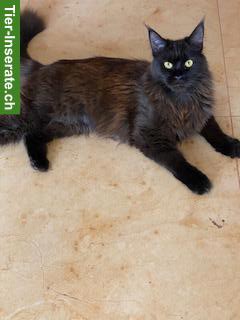 Bild 4: Maine Coon Katzen, Halbschwestern zu verkaufen