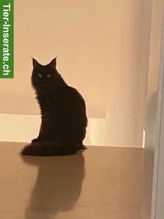 Bild 5: Maine Coon Katzen, Halbschwestern zu verkaufen