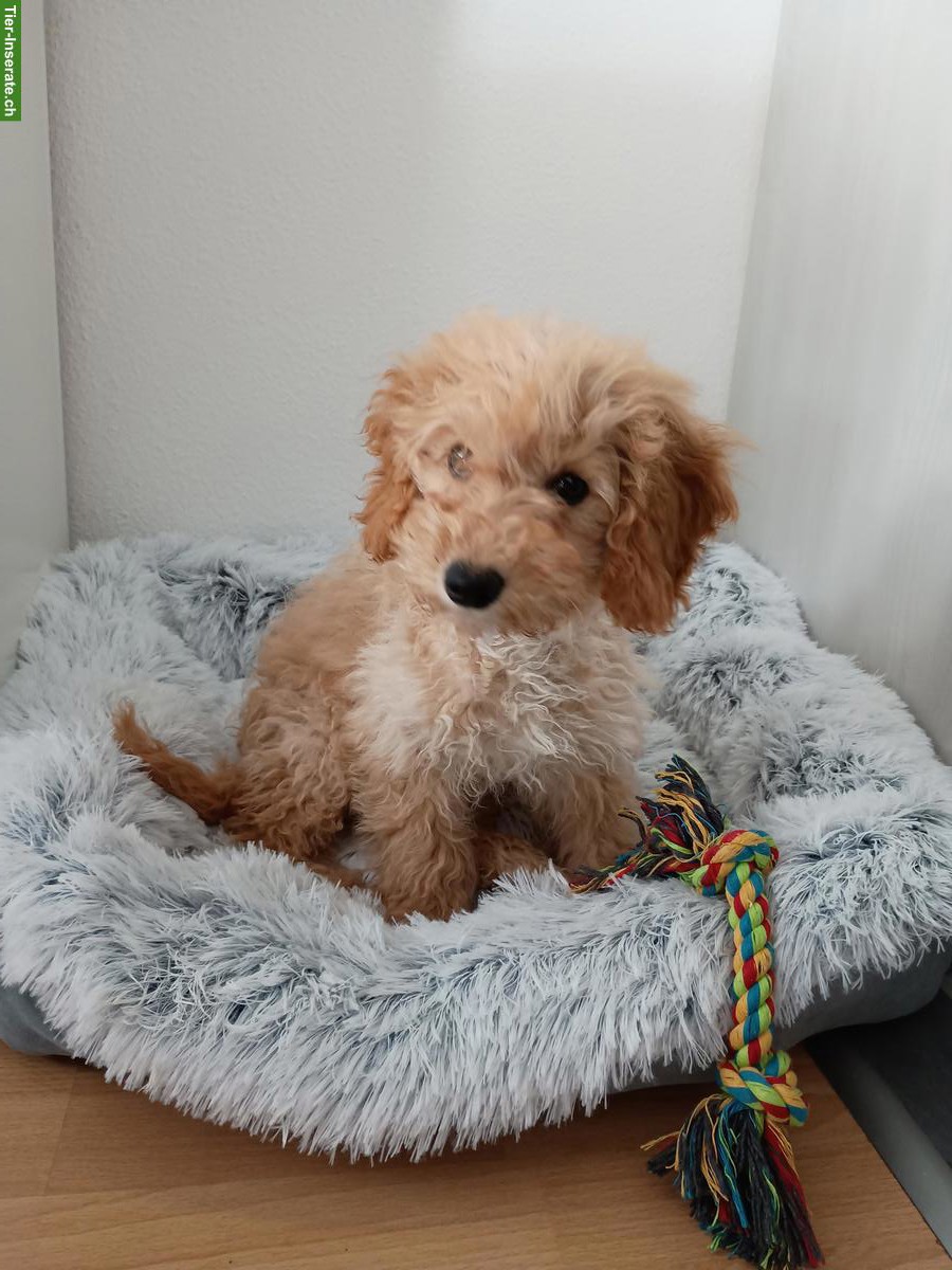 Mini / Toy Pudel Rüde zu verkaufen