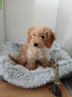 Mini / Toy Pudel Rüde zu verkaufen