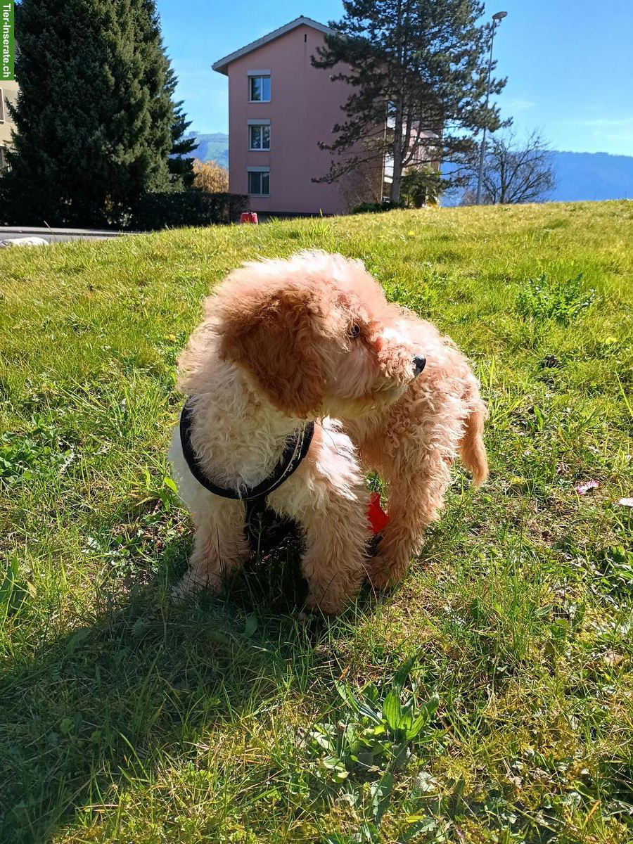 Bild 2: Mini / Toy Pudel Rüde zu verkaufen