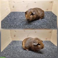 Meerschweinchen Weibchen aus Zucht