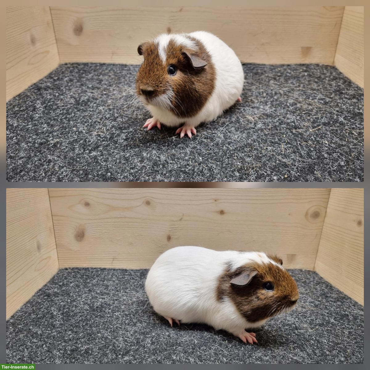 Bild 2: Meerschweinchen Weibchen aus Zucht