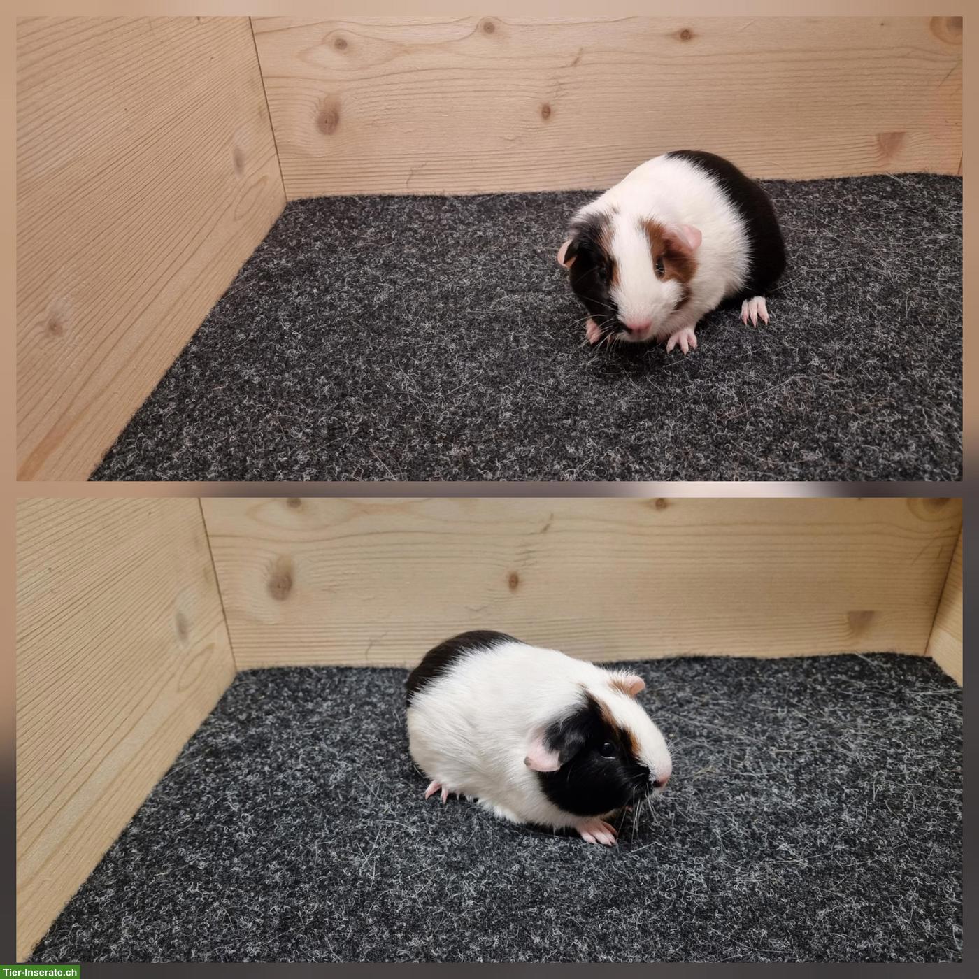 Bild 4: Meerschweinchen Weibchen aus Zucht