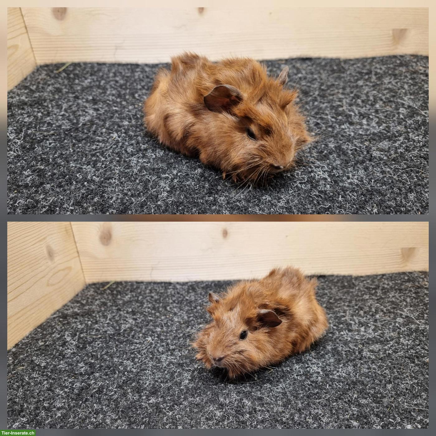 Bild 5: Meerschweinchen Weibchen aus Zucht