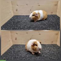 Meerschweinchen Frühkastraten aus Zucht