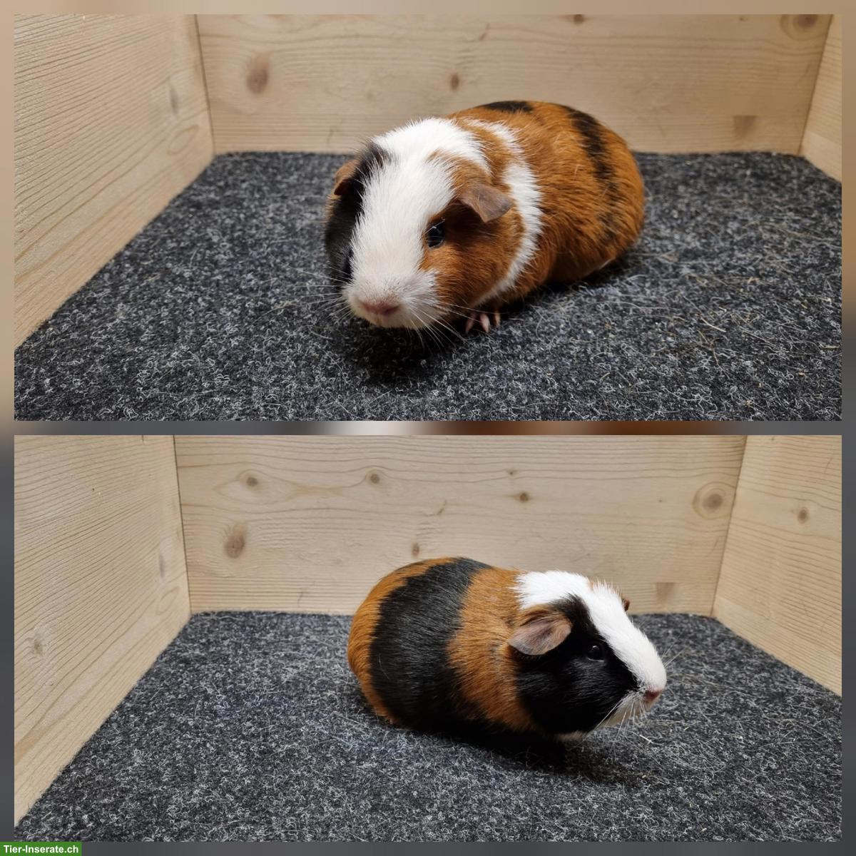 Bild 2: Meerschweinchen Frühkastraten aus Zucht