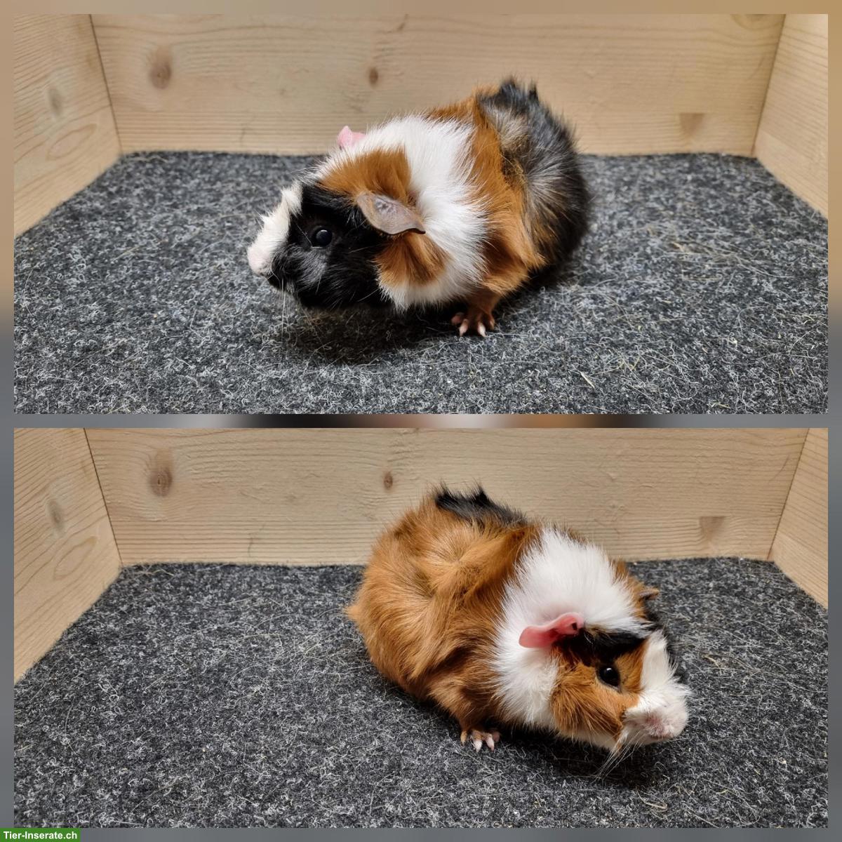 Bild 3: Meerschweinchen Frühkastraten aus Zucht