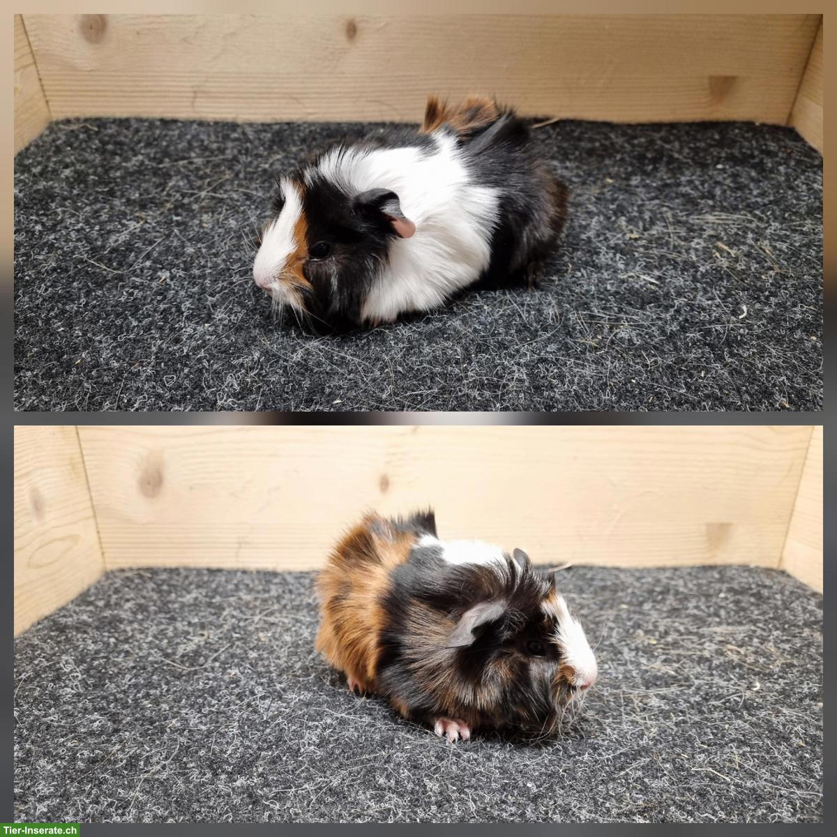 Bild 4: Meerschweinchen Frühkastraten aus Zucht