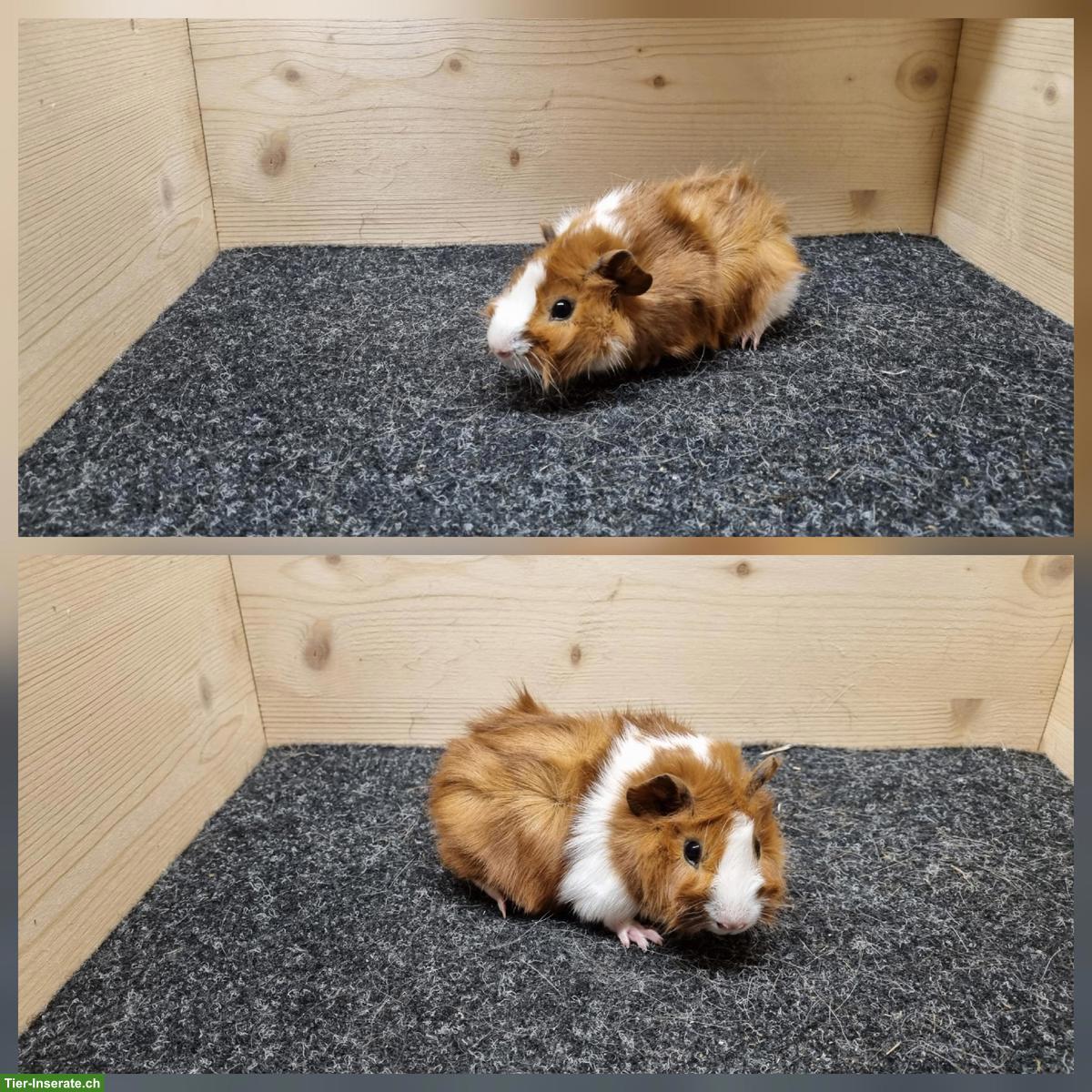 Bild 5: Meerschweinchen Frühkastraten aus Zucht