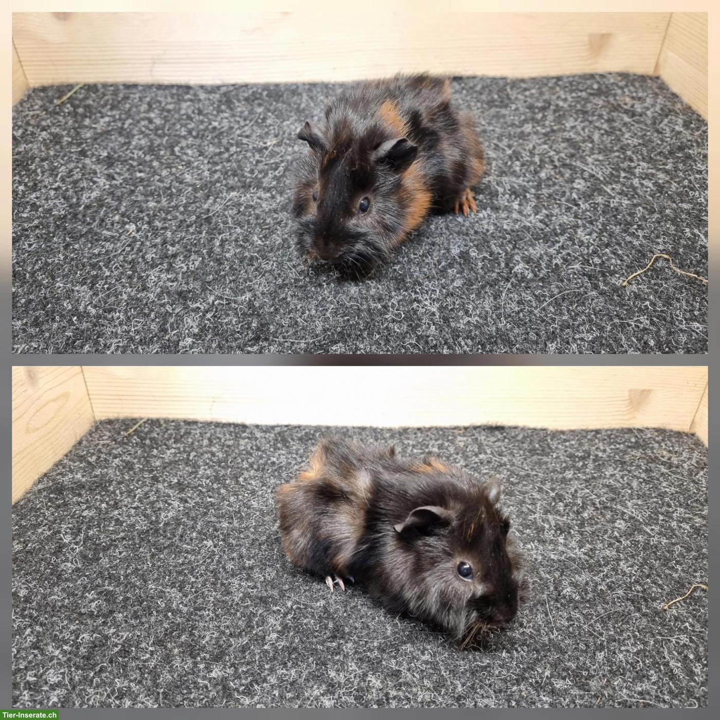 Bild 6: Meerschweinchen Frühkastraten aus Zucht