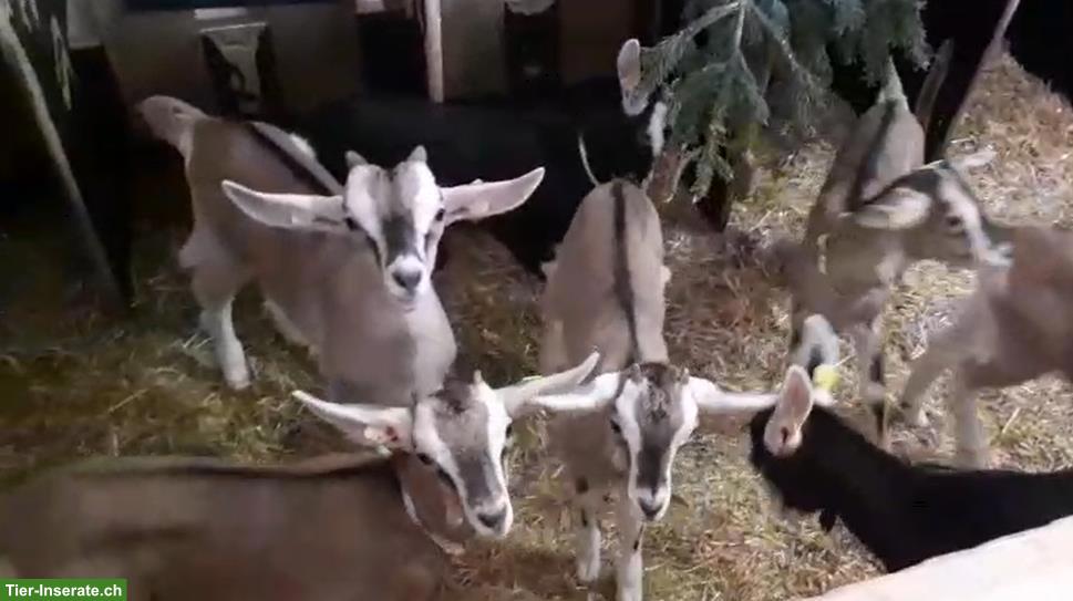 7 Gitzis, Bündner Strahlenziege x Anglo Nubier F1, weiblich