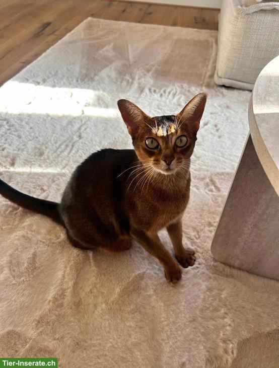 7-jährige Abessinier Katze Prada sucht liebes Zuhause