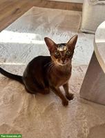 Abessinier Katze Prada sucht liebevolles Zuhause
