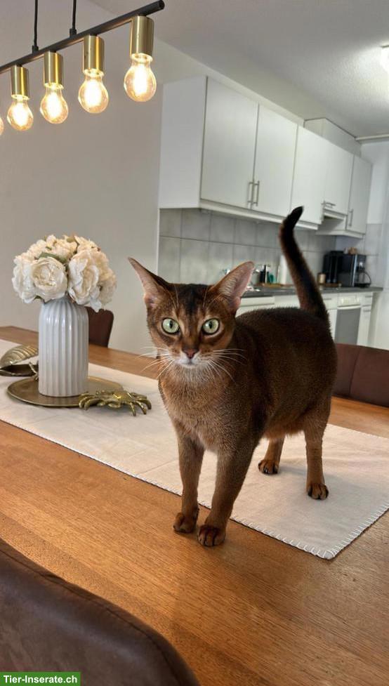 Bild 2: 7-jährige Abessinier Katze Prada sucht liebes Zuhause