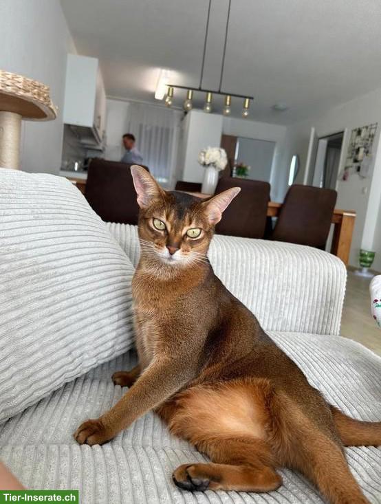 Bild 3: 7-jährige Abessinier Katze Prada sucht liebes Zuhause