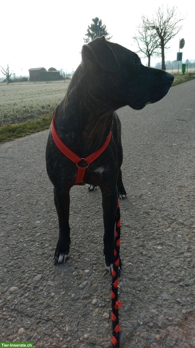 Bild 2: Liebe Junghündin, ein Goldstück auf vier Pfoten