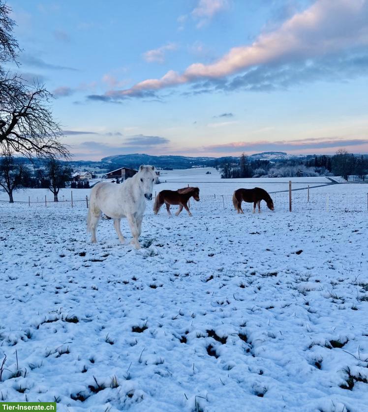 Grosse, helle Pferd-Innenbox zu vermieten in Wängi TG