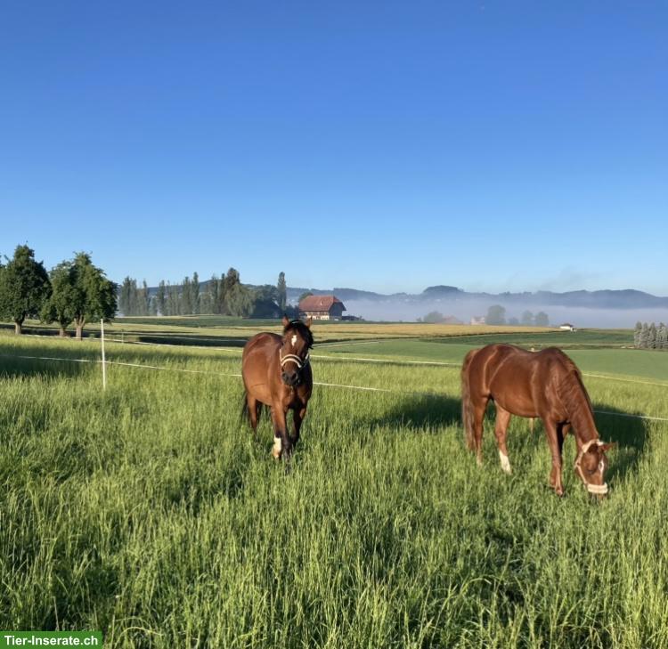 Bild 3: Grosse, helle Pferd-Innenbox zu vermieten in Wängi TG