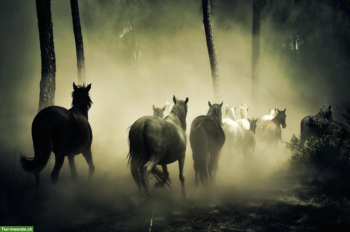 Traumstall gesucht, Region Winterthur-Frauenfeld-Wil