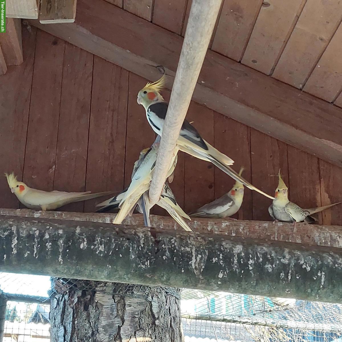 Nymphensittich Hahn, naturfarben