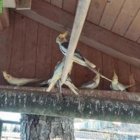 Nymphensittich Hahn, naturfarben