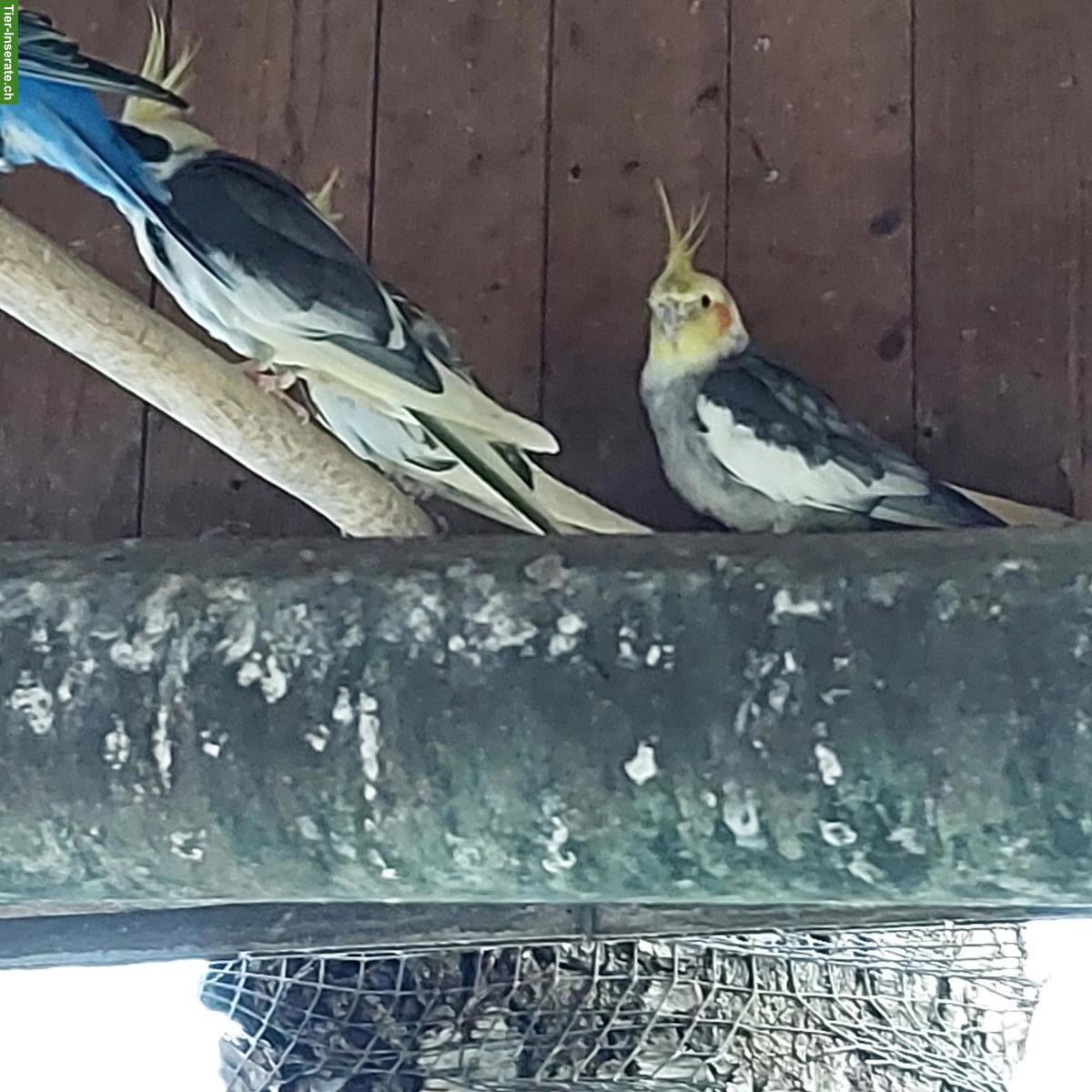 Bild 2: Nymphensittich Hahn, naturfarben