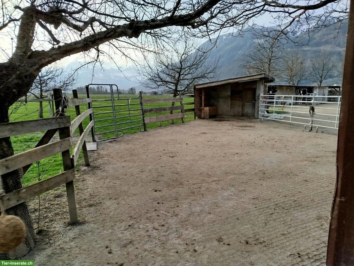 Offenstall für 4 Pferde in 8717 Benken SG zu vermieten