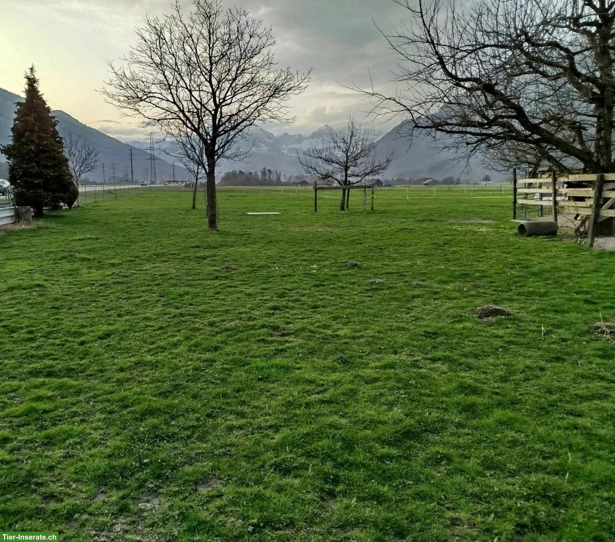 Bild 2: Offenstall für 4 Pferde in 8717 Benken SG zu vermieten